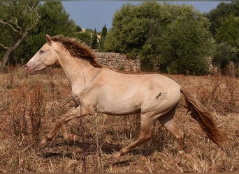 Andalusiër, Ruin, 2 Jaar, 149 cm, Perlino
