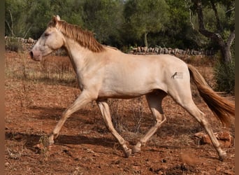 Andalusiër, Ruin, 2 Jaar, 149 cm, Perlino