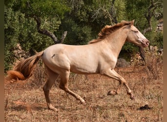 Andalusiër, Ruin, 2 Jaar, 149 cm, Perlino
