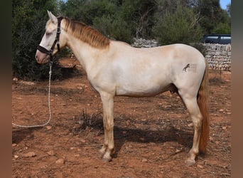 Andalusiër, Ruin, 2 Jaar, 149 cm, Perlino