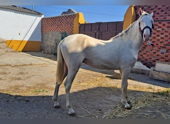 Andalusiër, Ruin, 2 Jaar, 157 cm, Cremello
