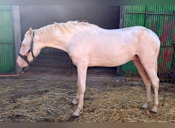 Andalusiër, Ruin, 2 Jaar, 157 cm, Cremello