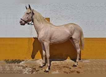 Andalusiër, Ruin, 2 Jaar, 157 cm, Cremello