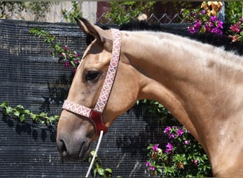 Andalusiër, Ruin, 2 Jaar, 158 cm, Falbe