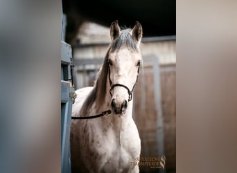Andalusiër Mix, Ruin, 2 Jaar, 159 cm, Appaloosa