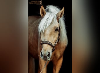 Andalusiër Mix, Ruin, 2 Jaar, 159 cm, Palomino