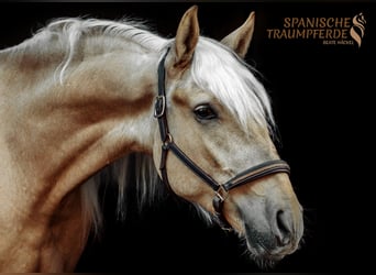 Andalusiër Mix, Ruin, 2 Jaar, 159 cm, Palomino