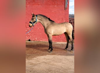 Andalusiër, Ruin, 2 Jaar, 160 cm, Falbe