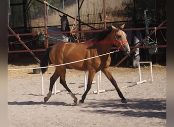 Andalusiër, Ruin, 2 Jaar, Falbe