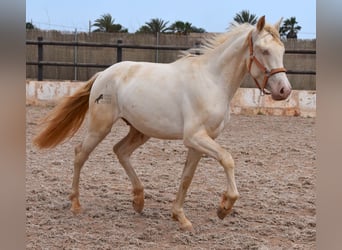 Andalusiër, Ruin, 3 Jaar, 150 cm, Cremello