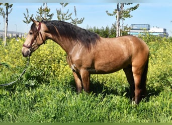 Andalusiër, Ruin, 3 Jaar, 152 cm, Falbe