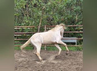 Andalusiër, Ruin, 3 Jaar, 153 cm, Cremello