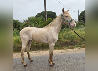 Andalusiër, Ruin, 3 Jaar, 153 cm, Cremello