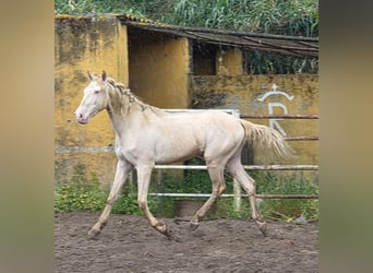 Andalusiër, Ruin, 3 Jaar, 153 cm, Cremello