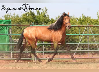 Andalusiër, Ruin, 3 Jaar, 155 cm, Buckskin