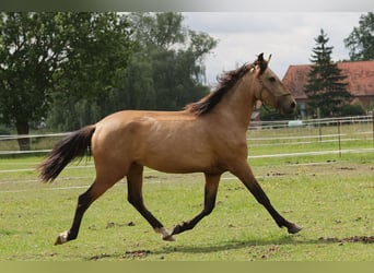 Andalusiër, Ruin, 3 Jaar, 156 cm, Buckskin