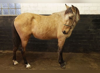 Andalusiër, Ruin, 3 Jaar, 156 cm, Buckskin