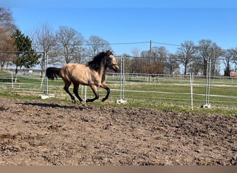 Andalusiër, Ruin, 3 Jaar, 156 cm, Buckskin