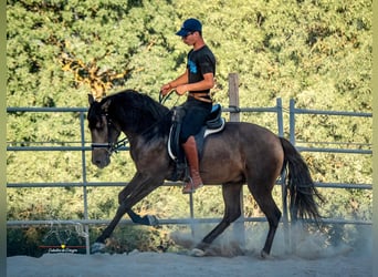 Andalusiër, Ruin, 3 Jaar, 156 cm, Falbe