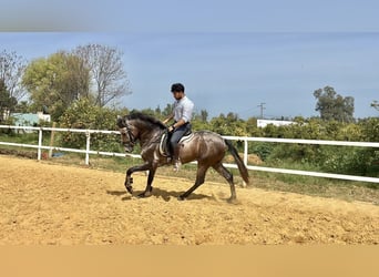 Andalusiër Mix, Ruin, 3 Jaar, 156 cm, Schimmel