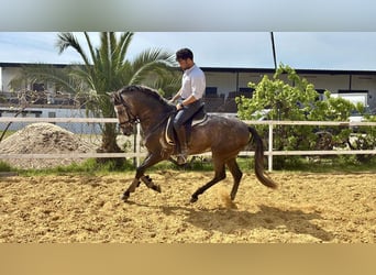 Andalusiër Mix, Ruin, 3 Jaar, 156 cm, Schimmel