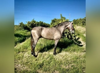 Andalusiër Mix, Ruin, 3 Jaar, 156 cm, Schimmel