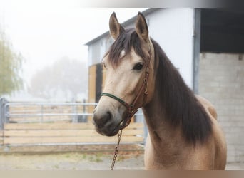 Andalusiër, Ruin, 3 Jaar, 157 cm, Buckskin