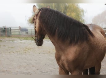 Andalusiër, Ruin, 3 Jaar, 157 cm, Buckskin