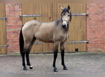 Andalusiër, Ruin, 3 Jaar, 157 cm, Buckskin