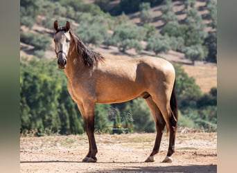 Andalusiër, Ruin, 3 Jaar, 158 cm, Falbe