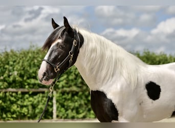 Andalusiër, Ruin, 3 Jaar, 158 cm, Gevlekt-paard