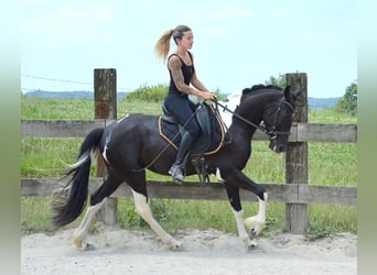 Andalusiër, Ruin, 3 Jaar, 158 cm, Tobiano-alle-kleuren