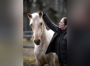Andalusiër Mix, Ruin, 3 Jaar, 159 cm, Palomino