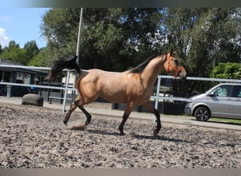 Andalusiër Mix, Ruin, 3 Jaar, 160 cm, Falbe