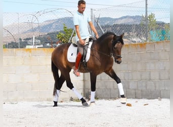 Andalusier, Wallach, 3 Jahre, 160 cm, Schimmel