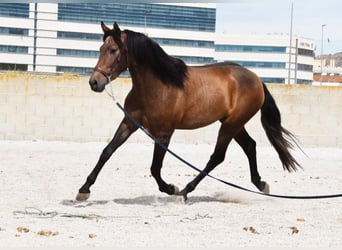 Andalusier, Wallach, 3 Jahre, 160 cm, Schimmel