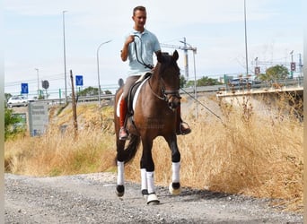 Andalusier, Wallach, 3 Jahre, 160 cm, Schimmel