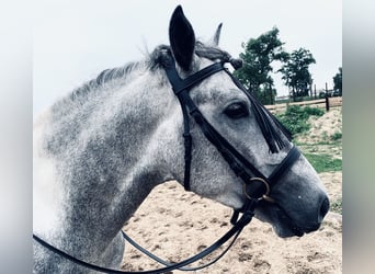 Andalusiër Mix, Ruin, 3 Jaar, 161 cm, Gevlekt-paard