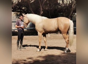 Andalusiër, Ruin, 3 Jaar, 162 cm, Palomino