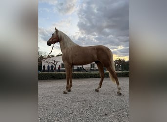 Andalusiër, Ruin, 3 Jaar, 162 cm, Palomino
