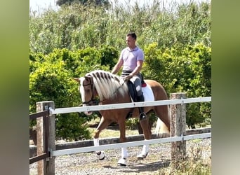 Andalusiër, Ruin, 3 Jaar, 165 cm, Palomino