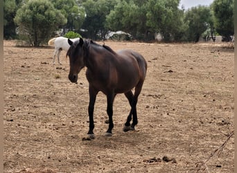 Andalusiër, Ruin, 3 Jaar
