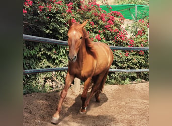 Andalusiër, Ruin, 4 Jaar, 150 cm, Vos
