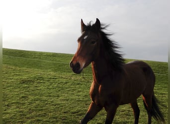 Andalusiër Mix, Ruin, 4 Jaar, 151 cm, Bruin
