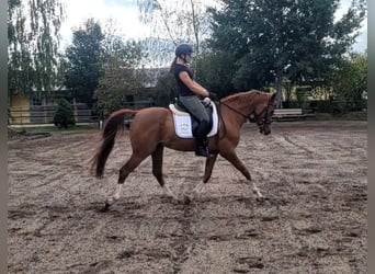 Andalusiër Mix, Ruin, 4 Jaar, 151 cm, Vos