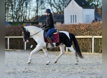 Andalusiër, Ruin, 4 Jaar, 153 cm, Gevlekt-paard