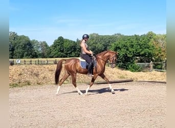 Andalusiër Mix, Ruin, 4 Jaar, 153 cm, Vos