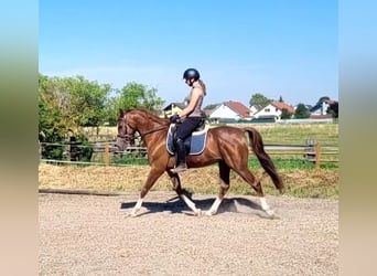 Andalusiër Mix, Ruin, 4 Jaar, 153 cm, Vos