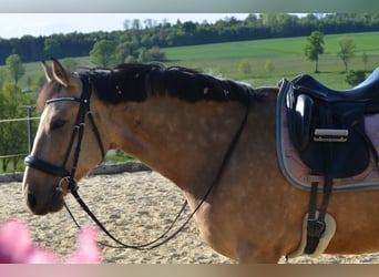 Andalusiër, Ruin, 4 Jaar, 154 cm, Buckskin