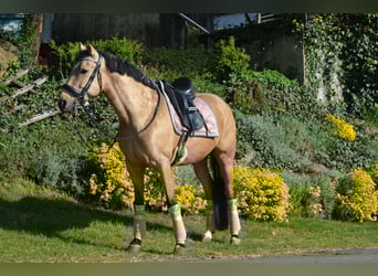 Andalusiër, Ruin, 4 Jaar, 154 cm, Buckskin